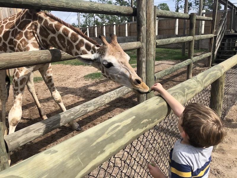 Spring break activities: go to the zoo